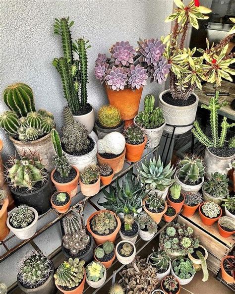 20+ Indoor Cactus Garden Ideas