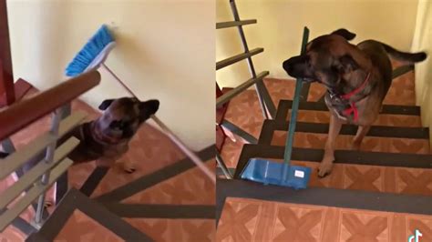 Video De Perrito Ayudando A Hacer La Limpieza Del Hogar Se Vuelve Viral En Tiktok Infobae