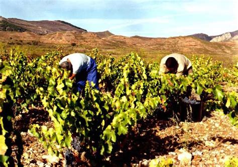 La Vendimia Se Generaliza En Castilla La Mancha Ser Toledo Cadena Ser