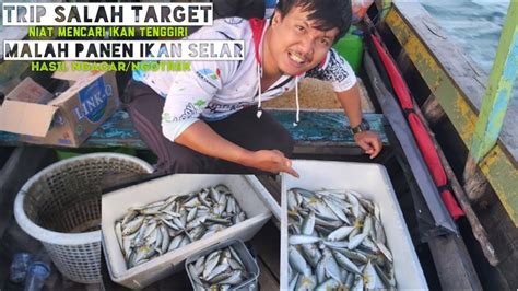 Trip Salah Target Niat Mancing Tenggiri Malah Panen Ikan Selar Dan