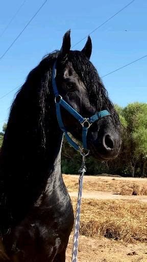 Pin em Horses Vídeo Videos de cavalo Amor de cavalo Cavalos