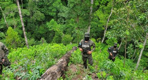 Aseguran Alrededor De Mil Arbustos De Coca En Col N Proceso Digital