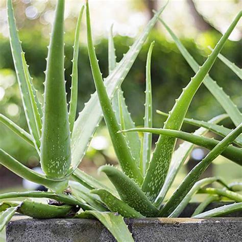 Welche Vorteile hat Aloe Vera für zu Hause tipps rezepte für haus