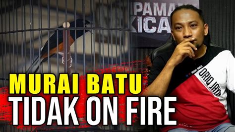 Seperti Ini Murai Batu Hilang Semangat Tarung Youtube