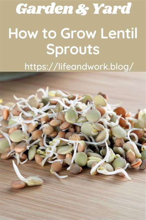 How To Grow Lentil Sprouts