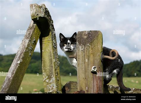 Domestic Cat House Cat European Shorthair Felis Silvestris F Catus