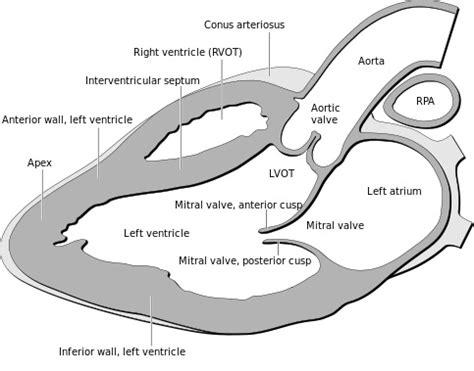 Echocardiography - What and Why? - Coagulation Conversation