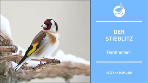 Vogelstimmen: Der Stieglitz - Goldfinch - Carduelis carduelis (4k) - YouTube