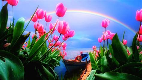 Download Free 100 + rainbow tulips Wallpapers