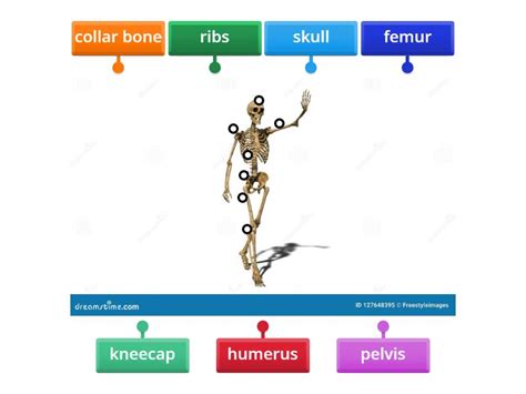 Human skeleton - Labelled diagram