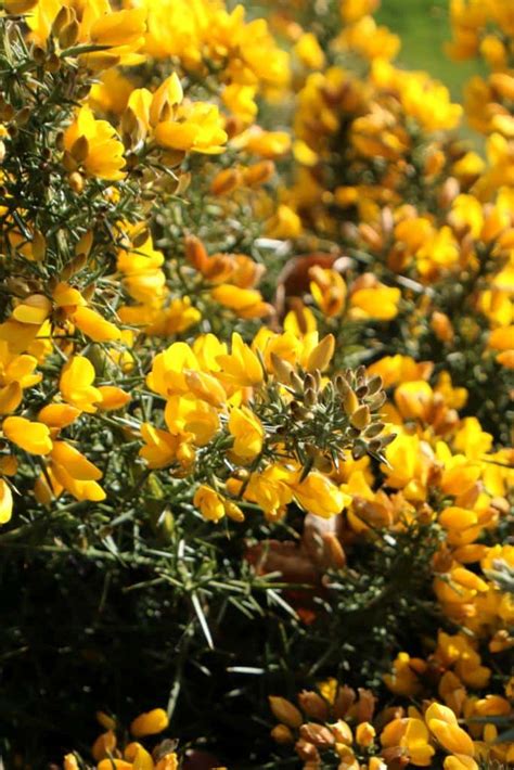 Cytisus - planting, pruning, and care for the various species of the family