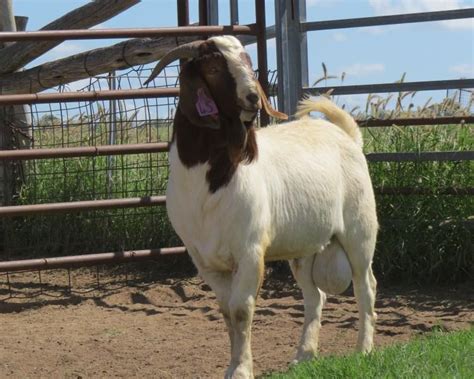 1 Goat - Buck | AuctionsPlus