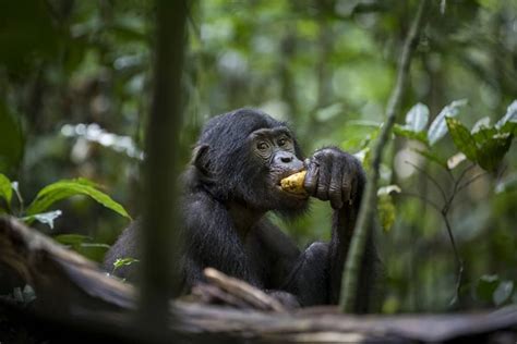 Biodiversité Les Trois bassins des écosystèmes en conclave à