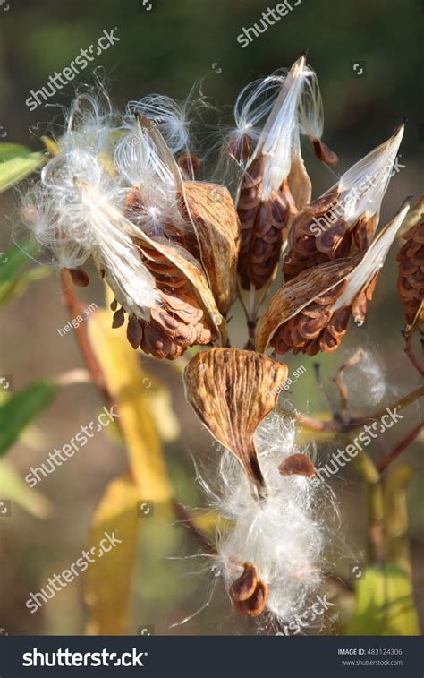 Milkweed Pods Seeds Being Dispersed Wind Stock Photo 483124306