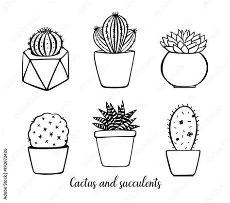 Vector Hand Drawn Plants In Pots Decorated Cactus And Succulents