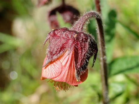 Knikkend Nagelkruid Geum Rivale Hortus Nijmegen