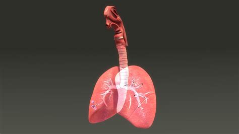 Lungs Anatomy 3D Model $10 - .obj .fbx .c4d .3ds - Free3D