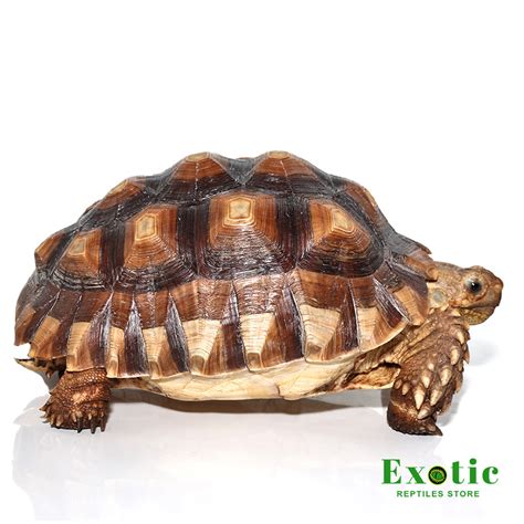 Juvenile Female Sulcata Tortoise - Exotic Reptiles Store