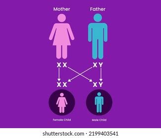 Sex Determination Humans X Y Chromosome Stock Vector Royalty Free