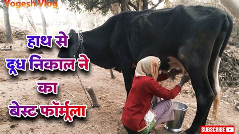 Cow Milking By Hend Woman Village Life Video Cow Milking Style My Mom Youtube