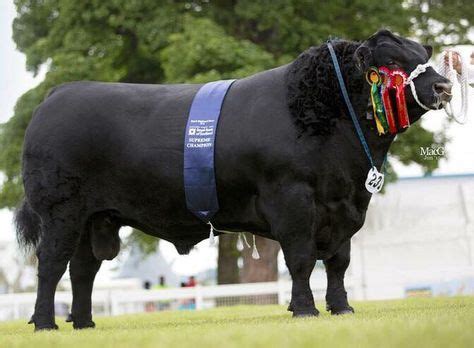 10 Aberdeen Angus ideas | aberdeen angus, angus, breeders