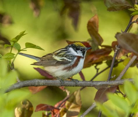 Chestnut-sided Warbler - Owen Deutsch Photography