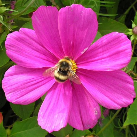 White Tailed Bumblebee Queen And Worker