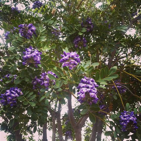 purple robe locust tree 10