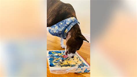 Van Gogh A One Eared Dog In Desperate Need Of A New Home Paints His