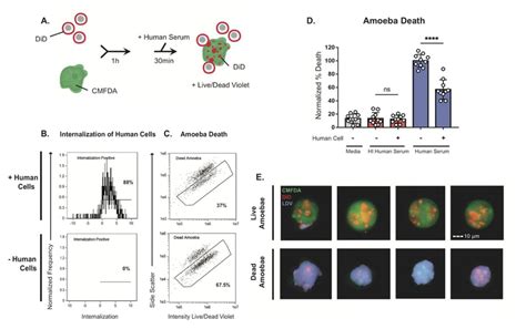 Trogocytosis By Entamoeba Histolytica Mediates Acquisition And Display Of Human Cell Membrane