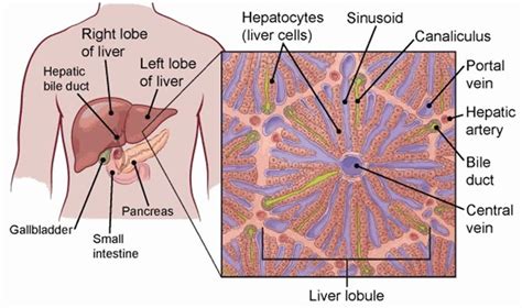 Drug Induced Liver Injury Causes Symptoms Diagnosis Treatment