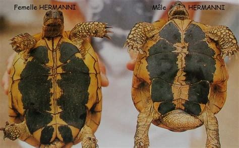 Comment Diff Rencier Une Tortue M Le Et Femelle