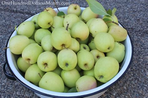 Surplus Of Apples In Washington One Hundred Dollars A Month