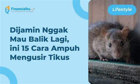 15 Cara Mengusir Tikus Yang Paling Ampuh Dan Mudah