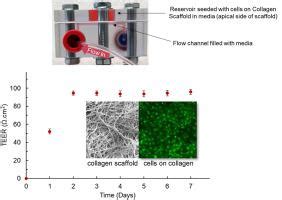 D Printed Devices With Integrated Collagen Scaffolds For Cell Culture