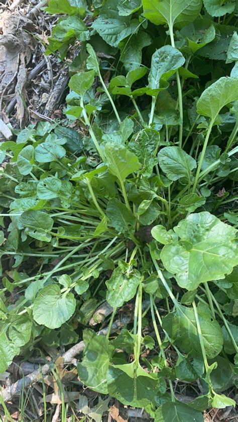 Beet From Blacksburg On September 5 2023 At 03 35 PM By Madison