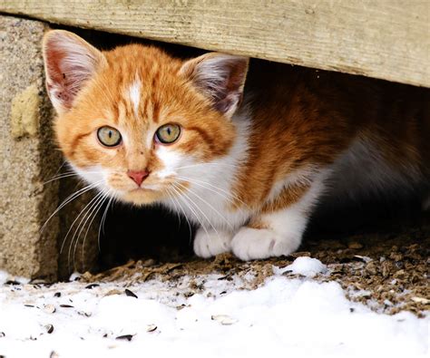 Caring for Feral Cats in the Winter | Hartz