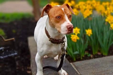 Jack Russell Pitbull Mix Breed Info Pictures Traits And Facts