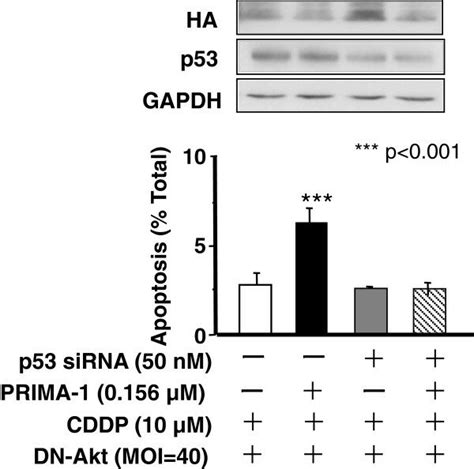 PRIMA 1 Facilitated CDDP Induced Apoptosis In Akt Down Regulated