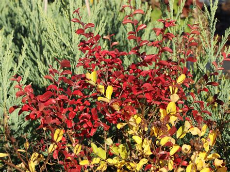 Chinesische Kr Uselmyrte La Fayette Lagerstroemia Indica La