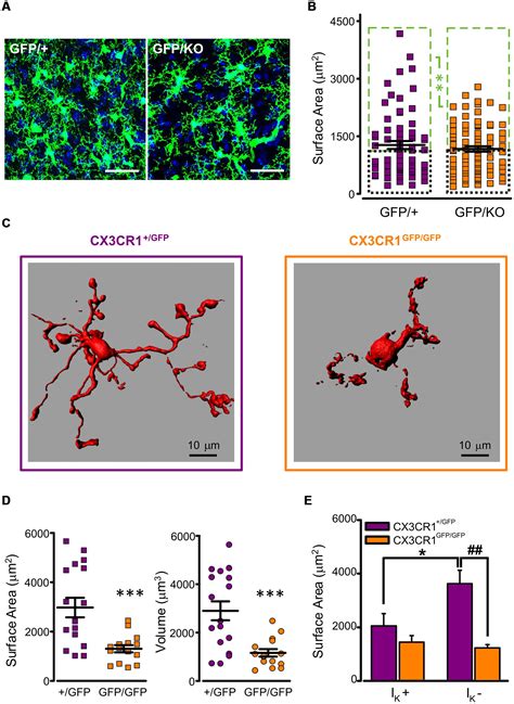 Frontiers Defective Microglial Development In The Hippocampus Of