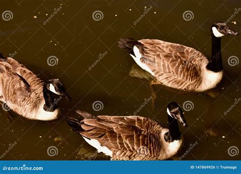 Birds Of A Feather Flocked Together Stock Photo Image Of Flowers