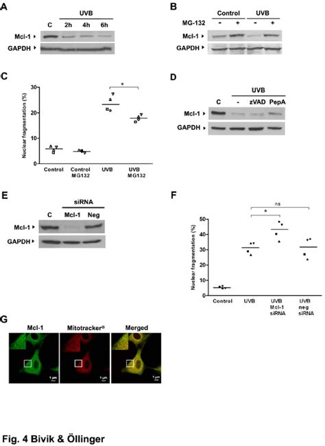 Mcl 1 Has A Pro Survival Function And Is Depleted By Proteasome