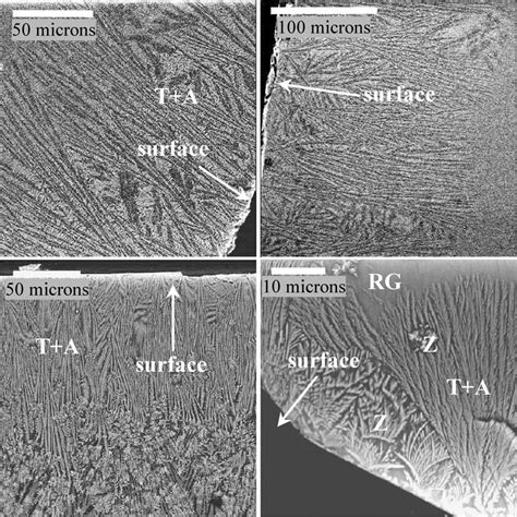 Back Scattered Sem Images Of The Crystallized Layer Formed On Glass A