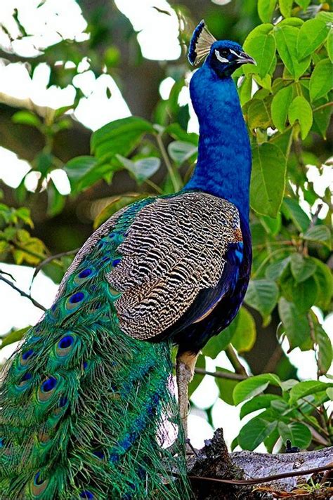 Indian Peacock 🦚 : r/peacocks