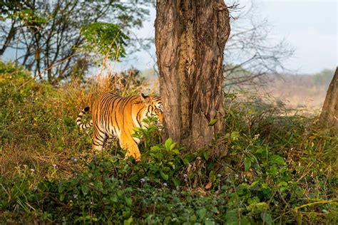 कॉर्बेट टाइगर रिजर्व के मामले में उत्तराखंड के पूर्व मंत्री और अधिकारियों को सुप्रीम कोर्ट ने फटकारा