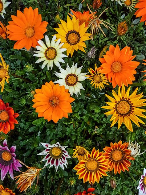 Gazania 'Mixed Varieties' 8" Pot - Hello Hello Plants