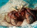 Giant Hermit Crab Petrochirus Diogenes Eleuthera Bahamas Photo 9