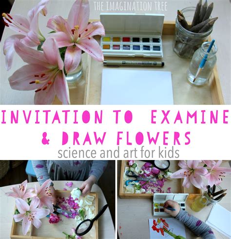 Invitation to Examine and Draw Flowers - The Imagination Tree