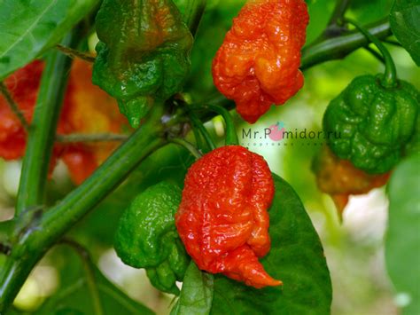 Острый перец Carolina Reaper Каролинский Жнец Каролина Рипер